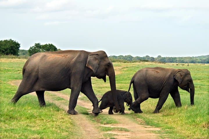 Minneriya National Park Safari from Kandy: Evening Elephant Jeep Tour & Wildlife Viewing
