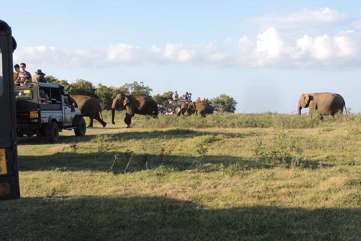 Kaudulla National Park Safari from Kandy: Elephant Encounters & Birdlife photo 3