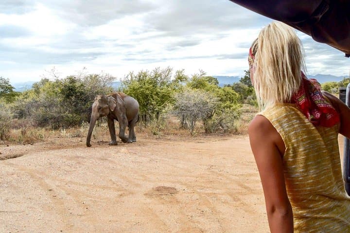 Udawalawe Safari & Elephant Transit Home: Full-Day Elephant & Wildlife Experience photo 4