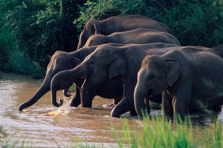 Wasgamuwa National Park Safari from Kandy: Private Jeep Wildlife Experience photo 1