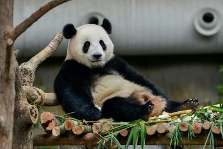 Panda Keeper Experience at Dujiangyan & Wolong: Behind-the-Scenes Day Tour from Chengdu