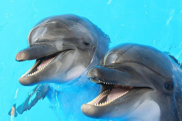 Super Special Sea Trip: Muscat Dolphin Watching, Snorkel & Beach Picnic photo 2