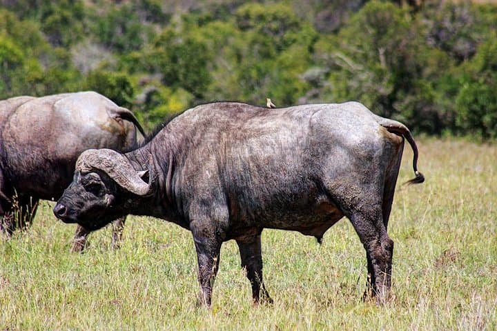 Ol Pejeta & Ngare Ndare: 2-Day Safari and Canopy Walk from Nairobi photo 3