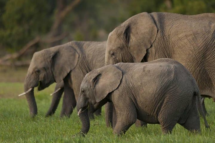 Ol Pejeta & Ngare Ndare: 2-Day Safari and Canopy Walk from Nairobi photo 4