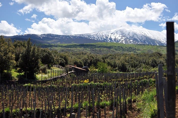 Alcantara Food & Wine Day Tour — Private Gorge and Etna Wine Experience photo 2