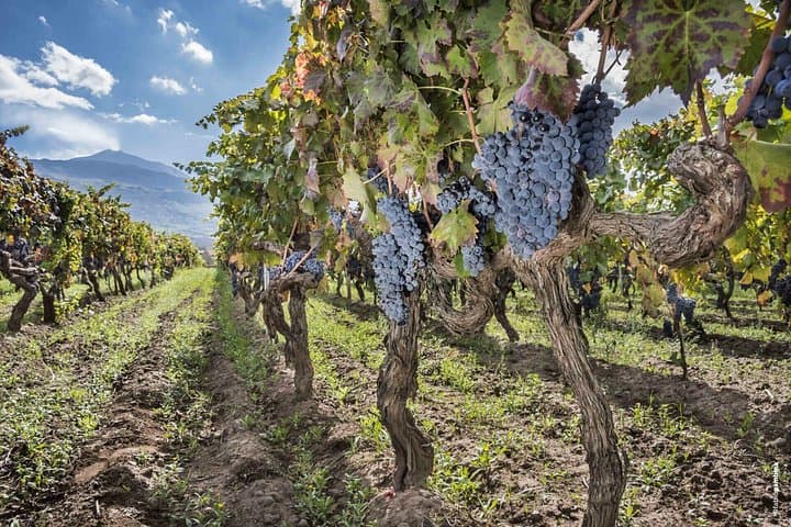 Alcantara Food & Wine Day Tour — Private Gorge and Etna Wine Experience photo 3