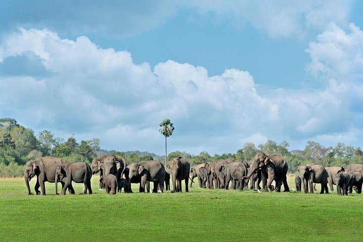 Minneriya National Park Elephant Safari from Polonnaruwa photo 1