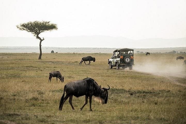 Day Trip to Tarangire National Park: Elephant Herds & Dry-Season Game Drive from Arusha photo 3