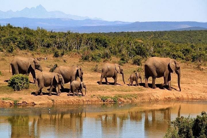 Day Trip to Tarangire National Park: Elephant Herds & Dry-Season Game Drive from Arusha photo 1