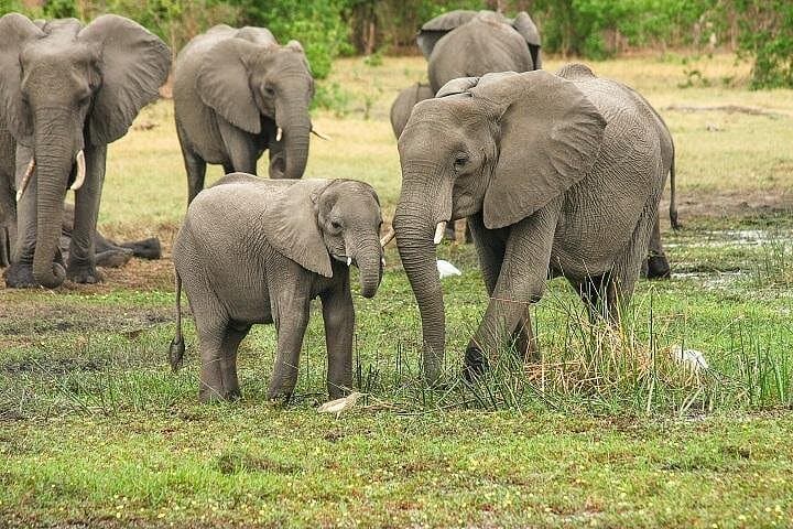 Day Trip to Tarangire National Park: Elephant Herds & Dry-Season Game Drive from Arusha photo 4