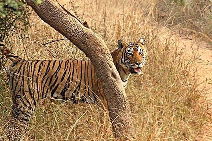 Golden Triangle & Ranthambore: 7-Day Delhi–Agra–Jaipur Safari and Cultural Circuit photo 1