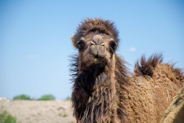 Aral Sea Expedition: Muynak Yurt Camp & Ustyurt Plateau Journey photo 6
