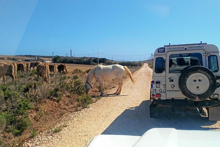 Wild West Coast: Costa Vicentina Day Tour from Lagos photo 2