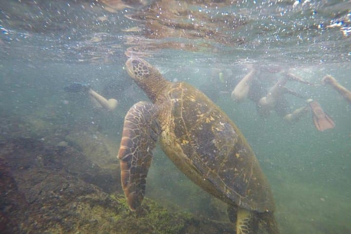 7-Day Galápagos Nature Tour — Santa Cruz & Isabela: Snorkel, Hike & Wildlife photo 6