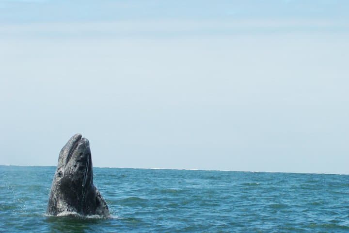 Whale Watching from La Paz: Close Encounters with Baja's Gentle Giants photo 2