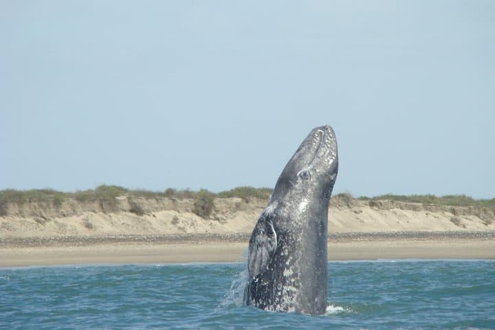 Whale Watching from La Paz: Close Encounters with Baja's Gentle Giants photo 3