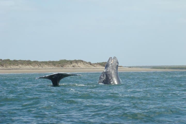Whale Watching from La Paz: Close Encounters with Baja's Gentle Giants photo 4