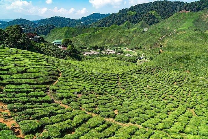 Cameron Highlands One-Day Private Trip from Kuala Lumpur: Tea Plantations, Waterfalls & Butterfly Garden