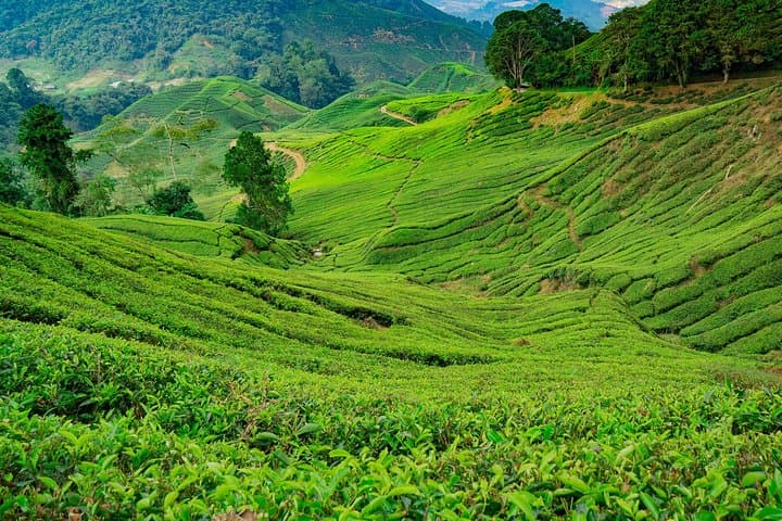 Cameron Highlands One-Day Private Trip from Kuala Lumpur: Tea Plantations, Waterfalls & Butterfly Garden photo 4