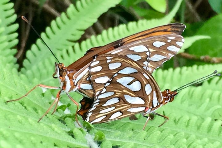 Explore Maui's Only Butterfly Farm: Olowalu Flight House Tour photo 5