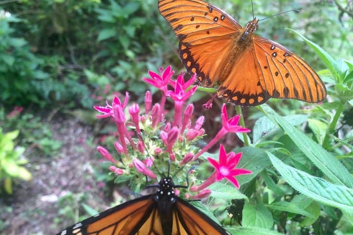 Explore Maui's Only Butterfly Farm: Olowalu Flight House Tour photo 6