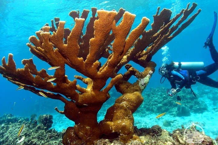 Single-Tank Fun Dive on Roatán’s West Side — Reef Dive with Transfers photo 6