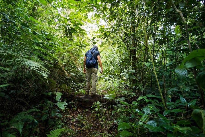Pocosol Jungle Expedition in the Children's Eternal Rainforest photo 3