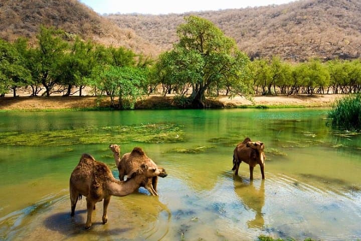 11-Day Oman Road Trip From Muscat to Salalah — Wadis, Desert & Frankincense