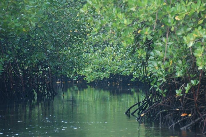 Lembongan Island One-Day Explore: Snorkel, Mangroves & Beaches from Sanur photo 5
