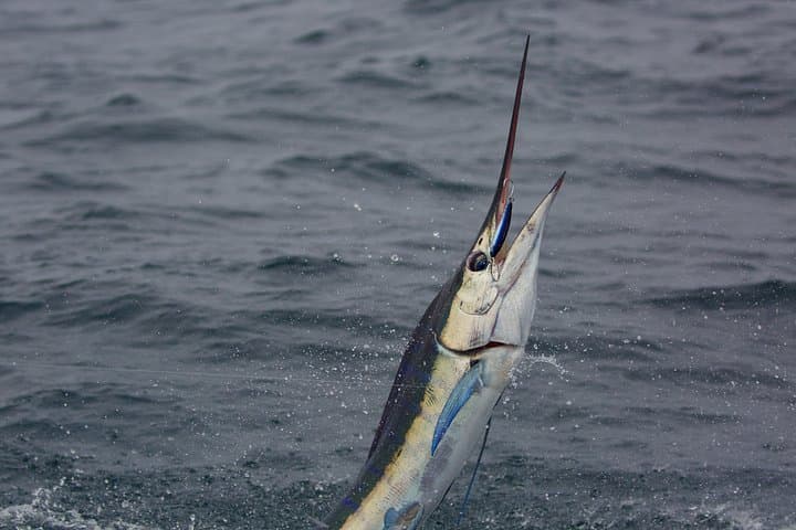 7-Hour Offshore Sport & Flyfishing Adventure in Banderas Bay photo 4