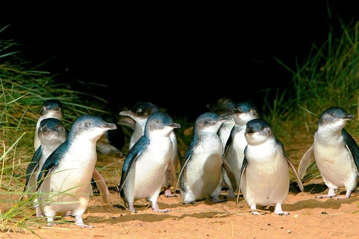Phillip Island Penguin Parade Private Tour — Evening Wildlife, Koala Walk & Beach Strolls