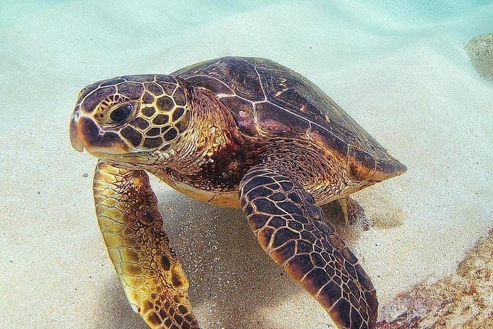 Oahu North Shore Circle Island Tour & Turtle Snorkel — Full-Day Adventure photo 2
