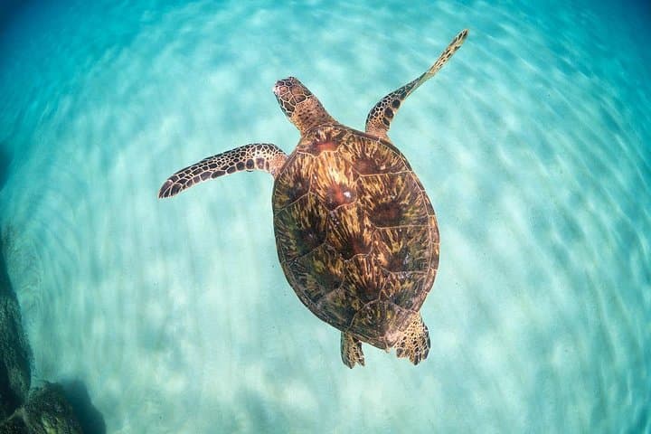 Oahu North Shore Circle Island Tour & Turtle Snorkel — Full-Day Adventure photo 4