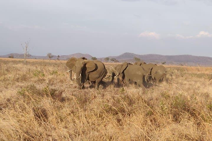 4-Day Ruaha National Park Safari: Wildlife-Rich Game Drives & Hilltop Lodge Stay photo 3