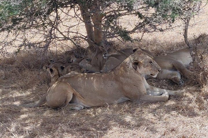 4-Day Ruaha National Park Safari: Wildlife-Rich Game Drives & Hilltop Lodge Stay photo 6