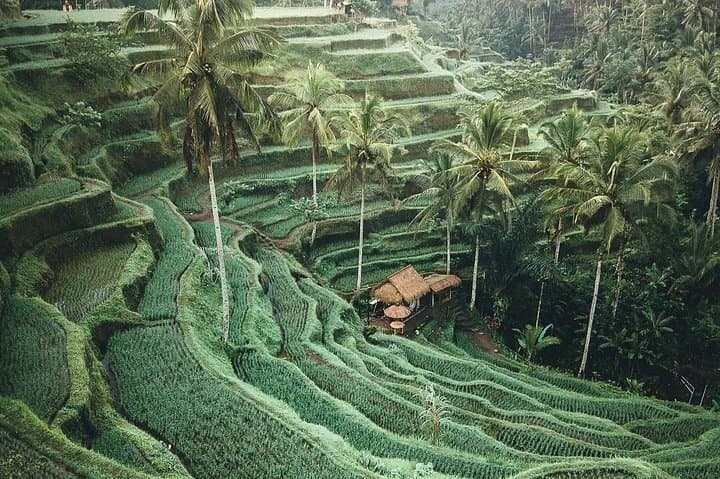 custom-bali-private-tour-ubud-waterfalls-temples-uluwatu photo 4