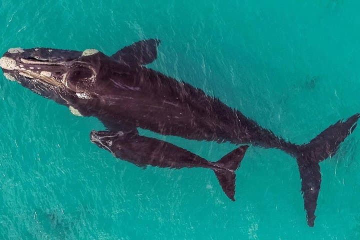Dunsborough Whale Watching Eco Tour — See Humpbacks, Southern Rights & Rare Blues photo 4