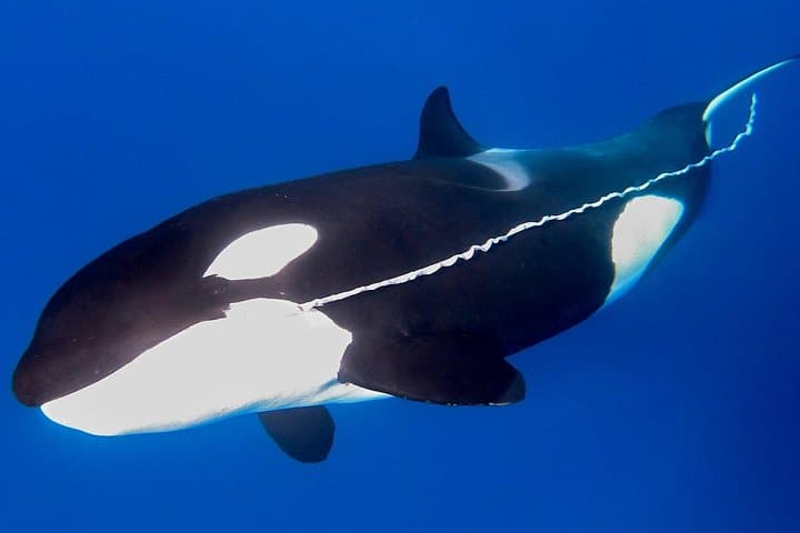 Bremer Canyon Killer Whale Expedition: Albany Orca and Marine Wildlife Cruise photo 4