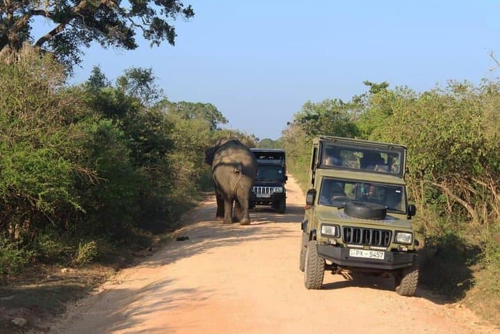 Udawalawe One-Day Safari from Galle: Elephant Encounters & Birding