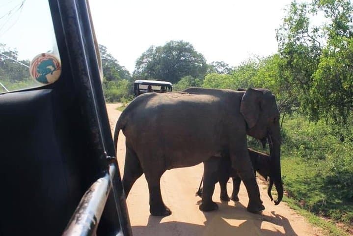 Udawalawe One-Day Safari from Galle: Elephant Encounters & Birding photo 2