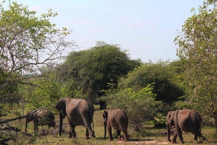 Udawalawe One-Day Safari from Galle: Elephant Encounters & Birding photo 3