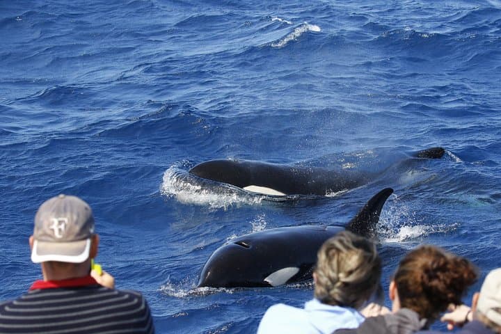 Bremer Canyon Killer Whale Expedition: Albany Orca and Marine Wildlife Cruise