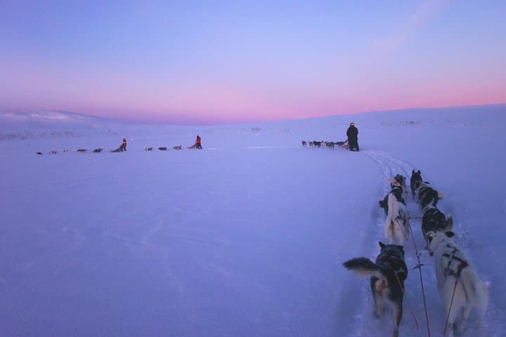 Dogsled Adventure in Kiruna: Icehotel Dog Sled Tours & Swedish Fika photo 3