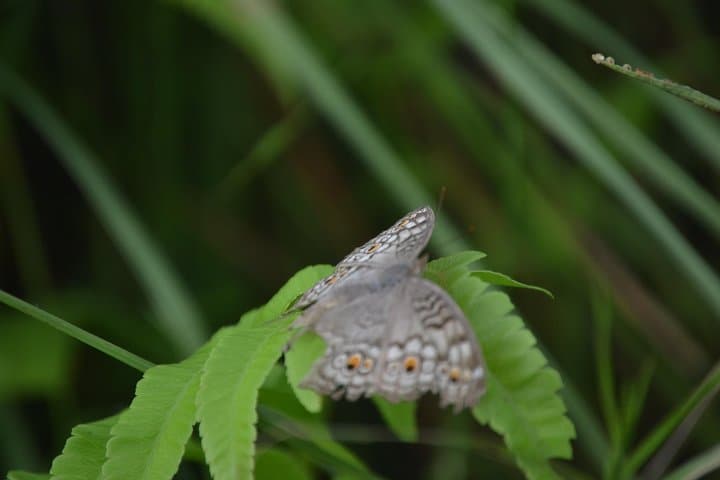 Chitwan Jungle Safari: 2N/3D Jeep, Canoe & Birdwatching Adventure photo 4