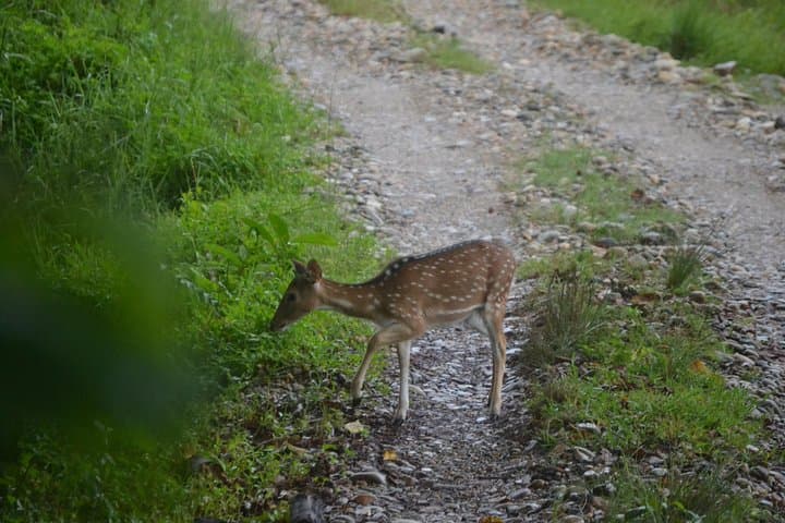 Chitwan Jungle Safari: 2N/3D Jeep, Canoe & Birdwatching Adventure photo 6
