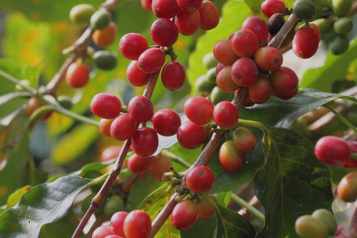 Materuni Waterfall Day Trip: Coffee, Chagga Culture & Chemka Hot Springs photo 2