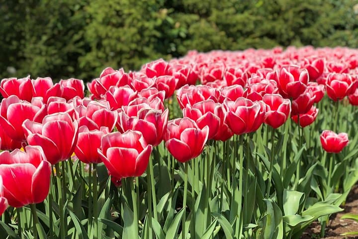 Private Windmill and Keukenhof Tulip Tour from Amsterdam: 7-Hour Spring Excursion photo 6