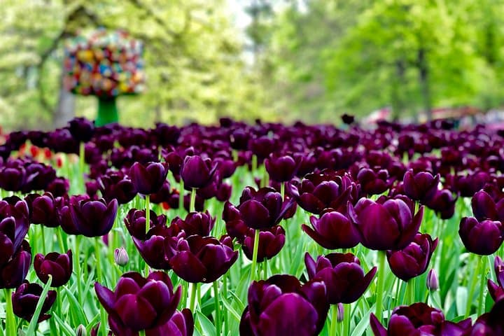 Private Windmill and Keukenhof Tulip Tour from Amsterdam: 7-Hour Spring Excursion photo 4