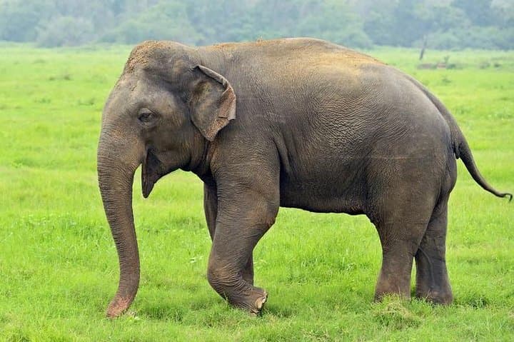 12-Day Ancient Cities & Wildlife Explorer — Sri Lanka Cultural Tour photo 6