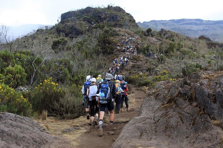 Day Hike to Mandara Hut on Mount Kilimanjaro — Rainforest Trek from Arusha photo 4